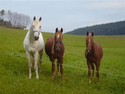 Ferienhaus für 5 Personen (82 m²) in Schuttertal 3/10