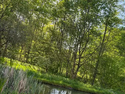 Teich Sonne