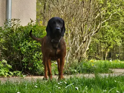 Haustiere willkommen - Garten eingezäunt