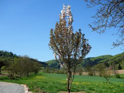 Ferienhaus für 5 Personen (65 m²) in Seelbach 6/10
