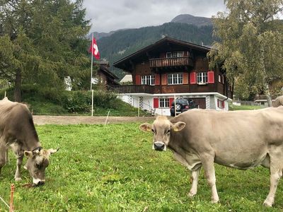 Weidende Kühe beim Ferienhaus