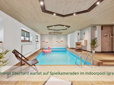 Flamingo Eberhard wartet auf Spielkameraden im Innenpool (gratis)
