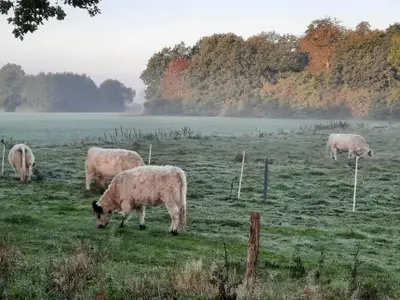 Ferienhaus für 2 Personen (7 m²) in Silberstedt 7/10