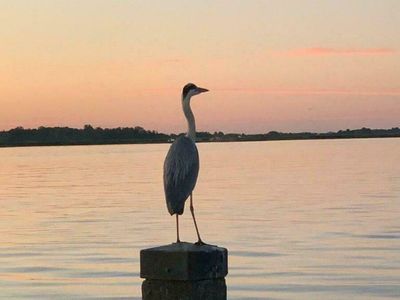 Flora und Fauna in Friesland