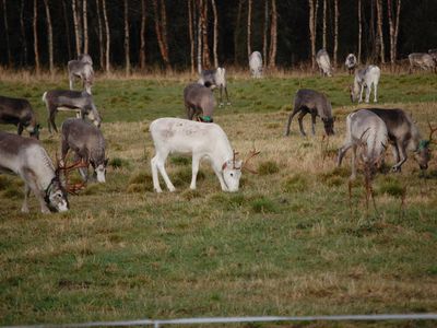 Auf einem schier endlos erscheinenden Wegenetz kann man vom Pferderücken aus Lapplands Wildnis erkunden.