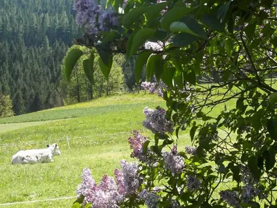 Ferienhaus für 6 Personen (60 m²) in St. Kathrein am Hauenstein 7/10