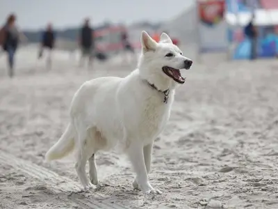 Ferienhaus für 2 Personen (45 m²) in St. Peter-Ording 6/10