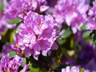 Ferienhaus für 2 Personen (65 m²) in St. Peter-Ording 2/10