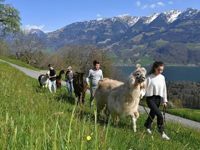 Lamatrekking mit unseren Tieren vom Hof mit Rundgang in unserer Umgebung