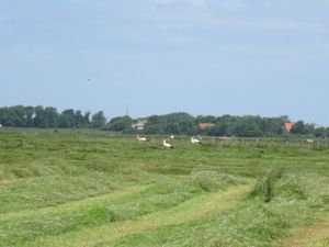 Blick über die Marsch nach Brösum