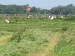 Störche auf gemähter Wiese