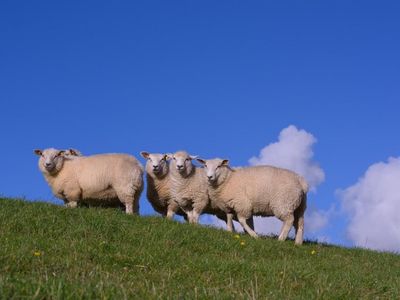 Schafe auf den Deichen