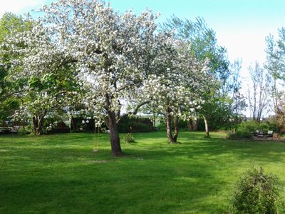 Apfelblüte im Garten