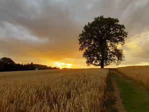 Abendstimmung hinterm Haus