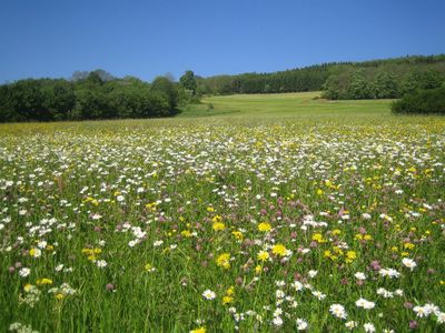 Frühlingserwachen in der Rhön