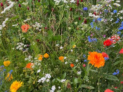 kleine Blumenwiese