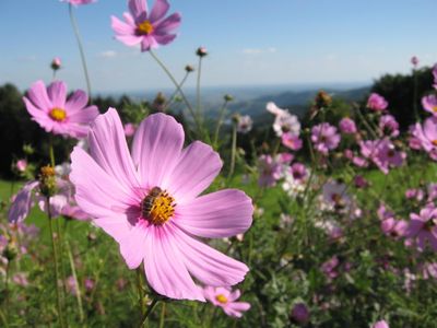 Ferienhaus Perner_Blumenwiese_Oststeiermark