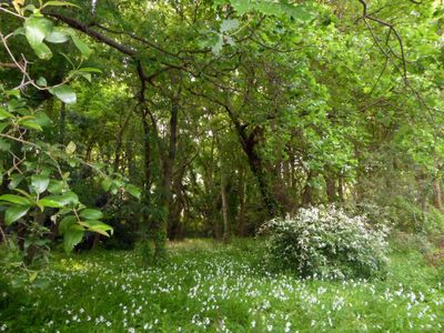 Espace boisé le long du jardin