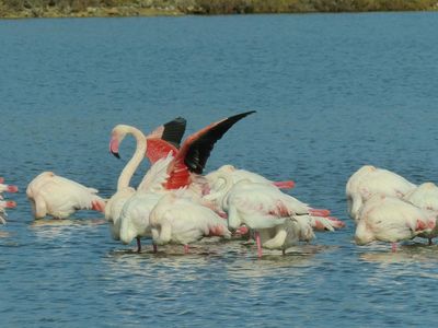 Flamingos