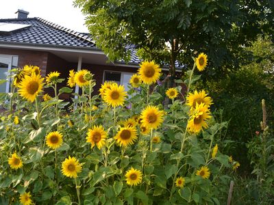 Sonnenblumen