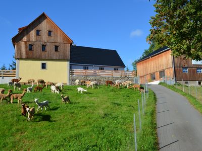 Alpakahof