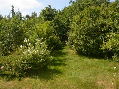 Weg ins kleine Wäldchen