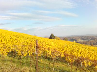 Herbst in den Weinbergen