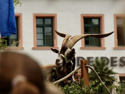 Pfingsten 2019, Geisbockversteigerung Deidesheim