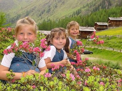 Oberstalleralm , Almrosenblüte