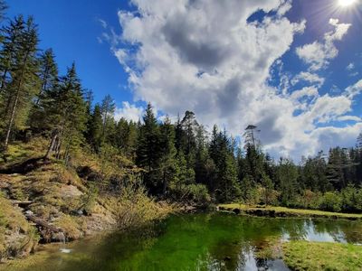 Naturbadeteich im Sommer