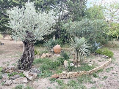 plantes d'occitanie