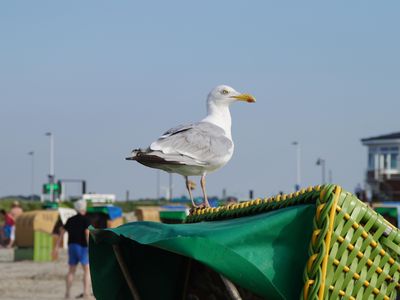 Am Strand von Neßmersiel