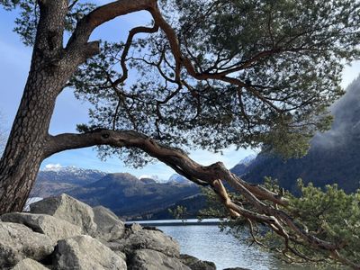 Baum am Strand