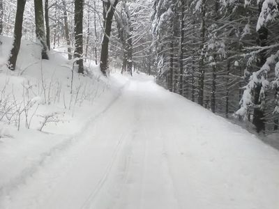 Weg durch das Wald nach dem Haus