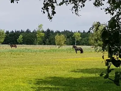 Ferienhaus für 4 Personen (56 m²) in Zingst 10/10