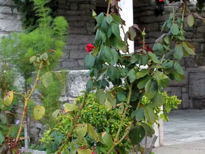 Ferienhaus für 3 Personen in Korčula 7/10