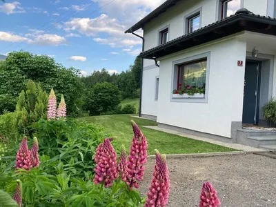 ViewSummer