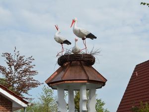 Darum Ferienhaus Storchennest