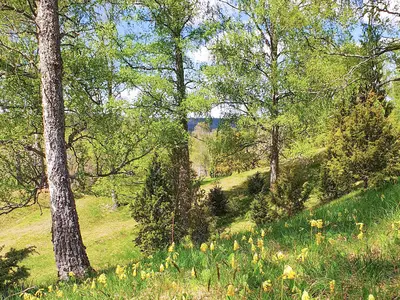 garden