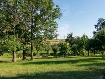 Ausblick Wiese