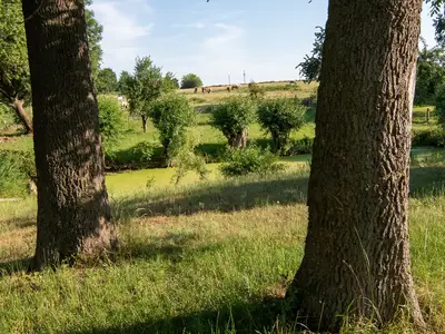Wiese mit Bäumen