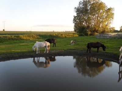 unsere Ponys und Esel