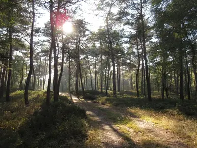 AreaSummer1KM