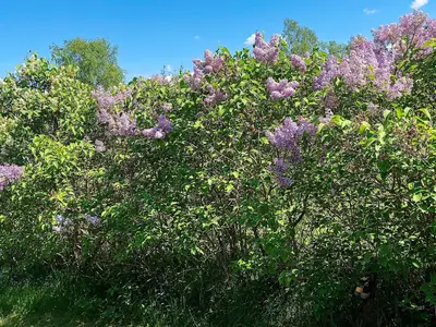 Outdoor