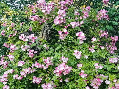 Outdoor
