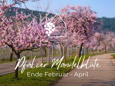 Mandelblüte