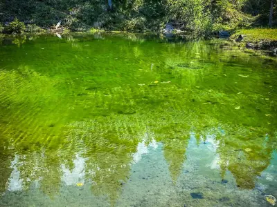 Teich