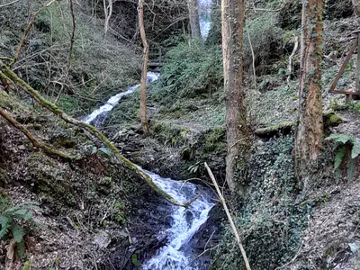 Dortebachtal I Klotten 22032020