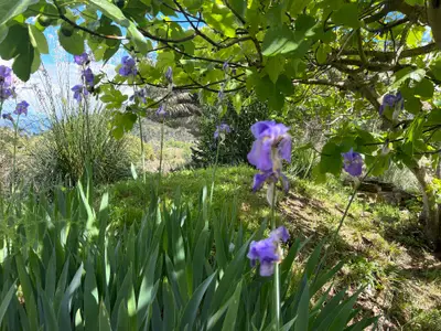 Garten villa Rosa dei Venti Elba