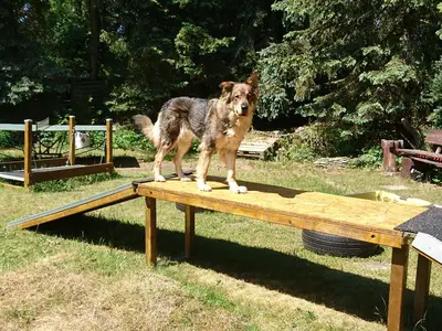 Garten. Brücke/ Hundetrainingsgelände